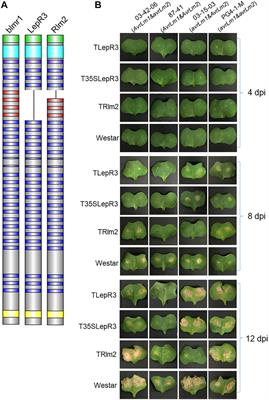 Transcriptional Insight Into Brassica napus Resistance Genes LepR3 and Rlm2-Mediated Defense Response Against the Leptosphaeria maculans Infection